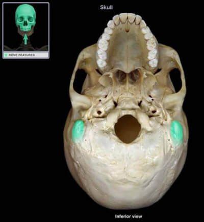 Mastoid Process : Definition, Location, Function and Pain