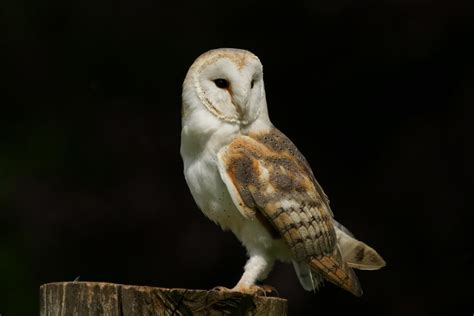 Cute Barn Owl photo and wallpaper. All Cute Barn Owl pictures