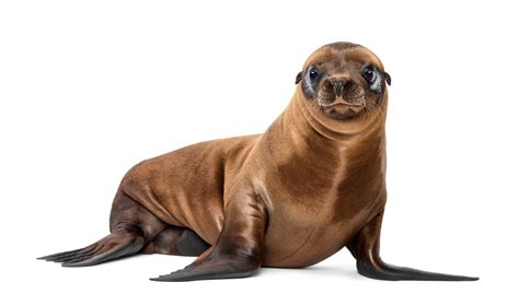 Two rescued sea lion pups released at Cabrillo Beach