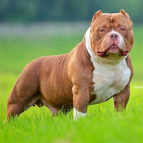 What is an American Bully Breed | Exotic Pocket American bully ...