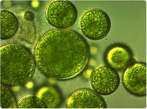 Algae Examples