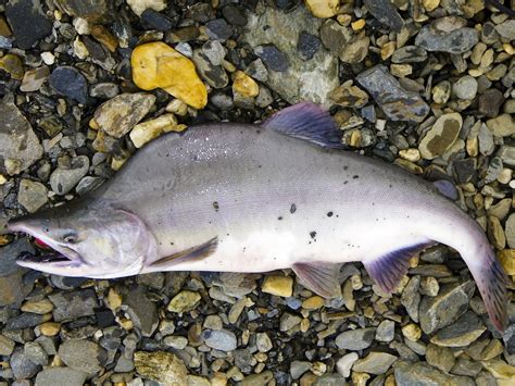 Scientists study spawning salmon through a riverbed lens