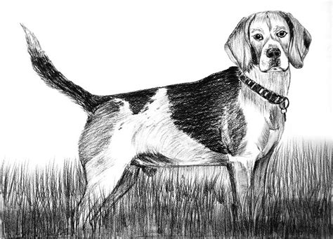 How to Draw and Shade A Dog Step by Step | Dog steps, Drawings, Dog drawing