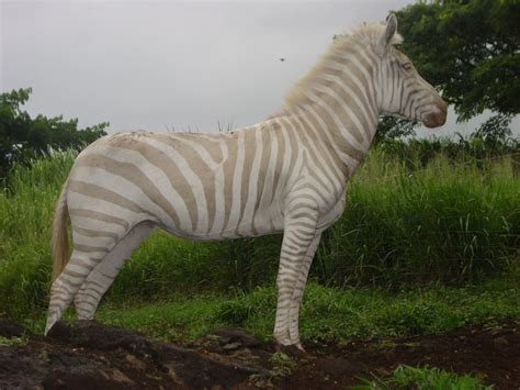 Rare Tan-and-White Striped Zebra Dies at Hawaiian Ranch | Live Science