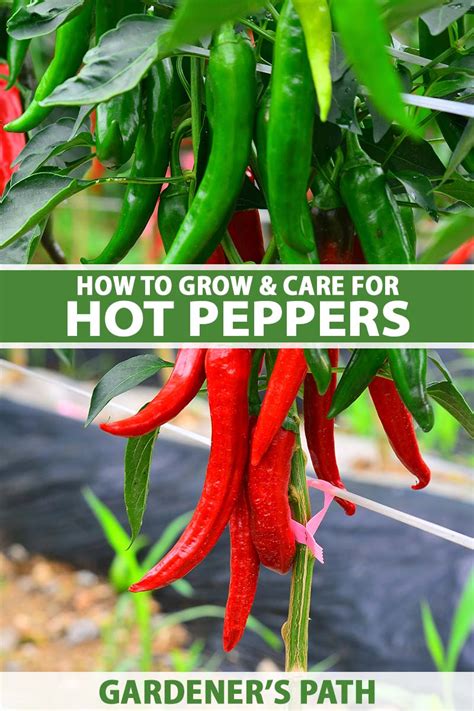 Anaheim Chili Red Hot Pepper Plants For Sale, 42% OFF