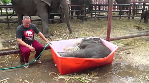 Baby Elephant Loves Bath Time