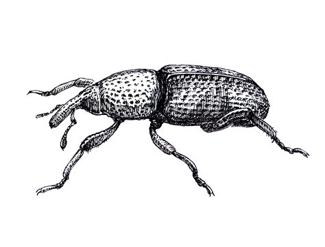 Rice Weevil Information | Cook's Pest Control