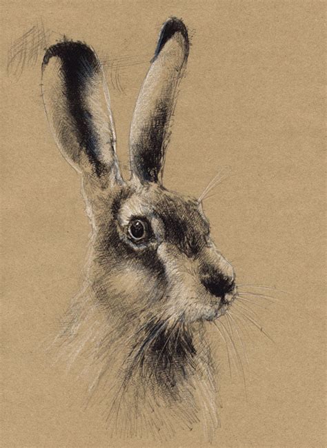 Brown hare brown paper | | SeanBriggs