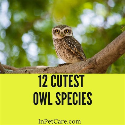 12 Cutest Owl Species (Cute Owl Breed Pictures)