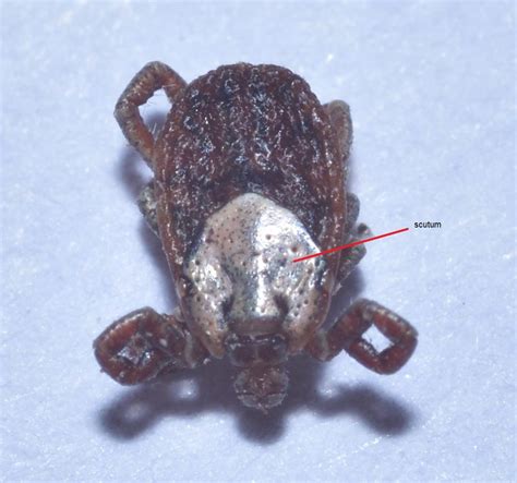 Of Mites and Men… and Ticks | The Evolving Naturalist