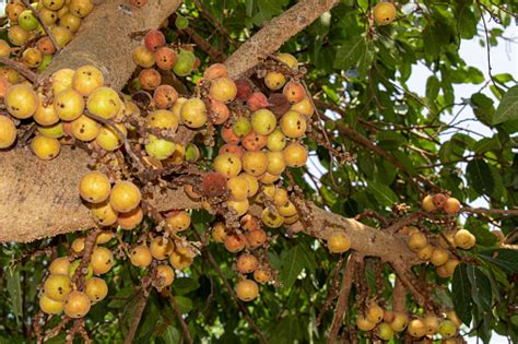 Buah Ara Ficus Racemosa Gambar Di Pohon Alam Buah Ara Hutan Buah Ara ...