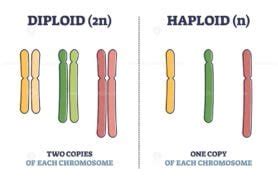 Diploid vs haploid as complete chromosome sets comparison outline ...