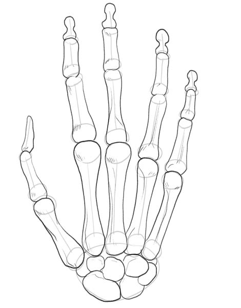 Easy Skeleton Hand Drawing In 5 Steps [Video + Illustrations]