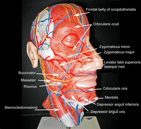 Neck Anatomy Diagram / Image result for frontal view human skull ...