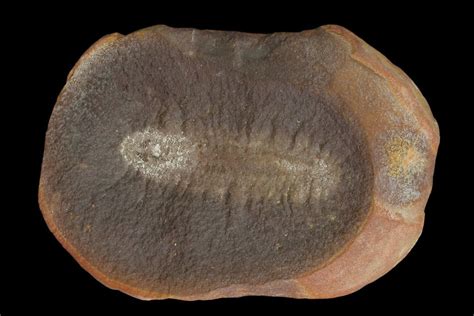 1.5" Fossil Worm (Astreptoscolex) Pos/Neg - Illinois (#120715) For Sale ...