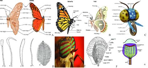 Lepidoptera Anatomy