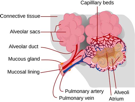 The Structure Of The Alveoli