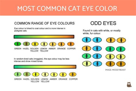 Most Common Cat Eye Color and Their Meaning - Cat Eye Colors Explained!