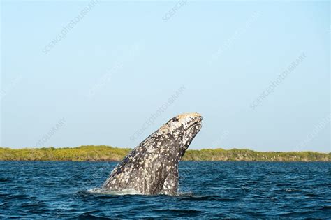 Grey whale breaching - Stock Image - C036/4921 - Science Photo Library