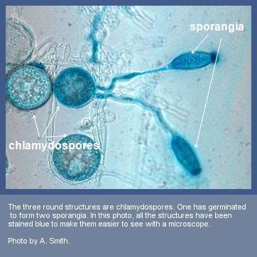 Life Cycle | College of Agricultural Sciences