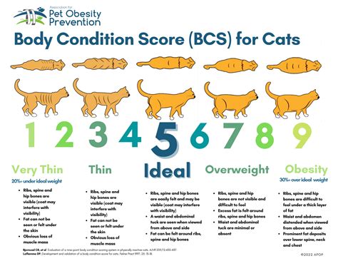 Is my cat the correct weight? - Cat Tree UK