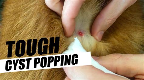 Should You Pop A Cyst On A Dog