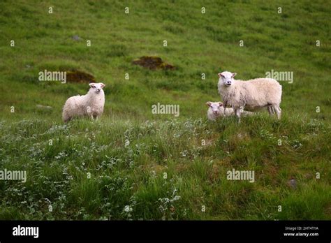 Schaf / Sheep / Ovis Stock Photo - Alamy