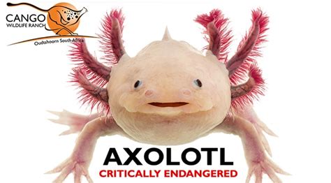 Axolotl - Weird and Wonderful! - Cango Wildlife Ranch