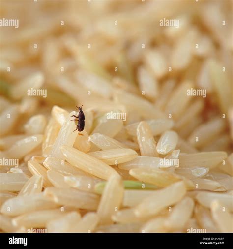 Rice weevil hi-res stock photography and images - Alamy