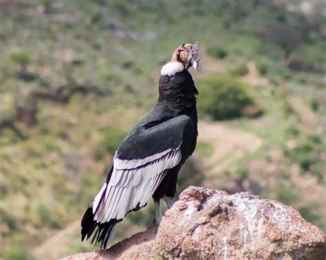 Andean Condor - Facts, Diet, Habitat & Pictures on Animalia.bio