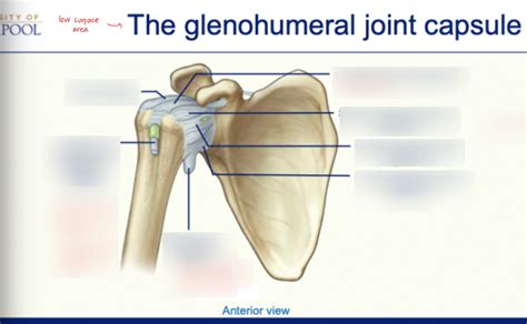 the glenohumeral joint capsule Diagram | Quizlet