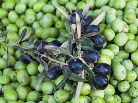 greek olive tree varieties - Solange Paulson