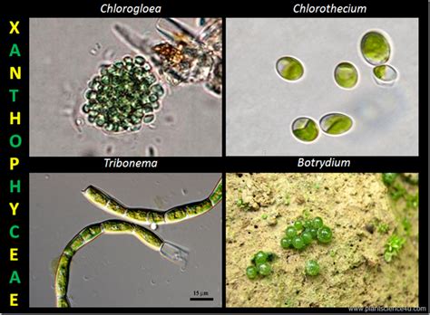 Example of Yellow Green algae (Xanthophyceae)