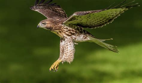 Juvenile Red-Tailed Hawk Flying Photograph by Morris Finkelstein - Pixels