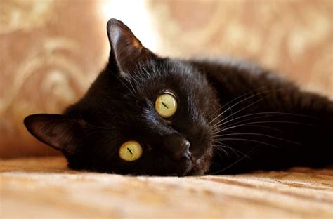 Black Cats: History and Superstition | BeChewy