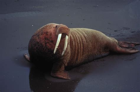 Free picture: walrus, male, portrait