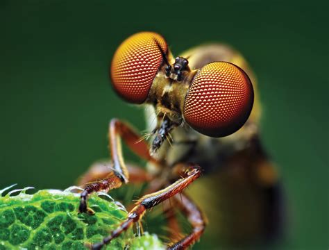 Wallpaper Fly, eye, macro, Animals #4496