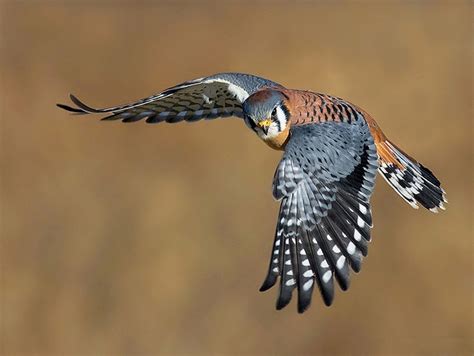 American Kestrel | Coniferous Forest