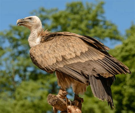 Vulture Symbolism: Meaning and Significance in Different Cultures