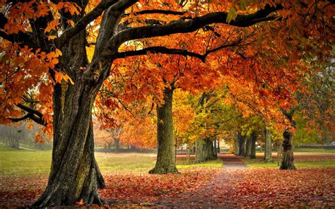 Autumn Forest Wallpapers - Wallpaper Cave