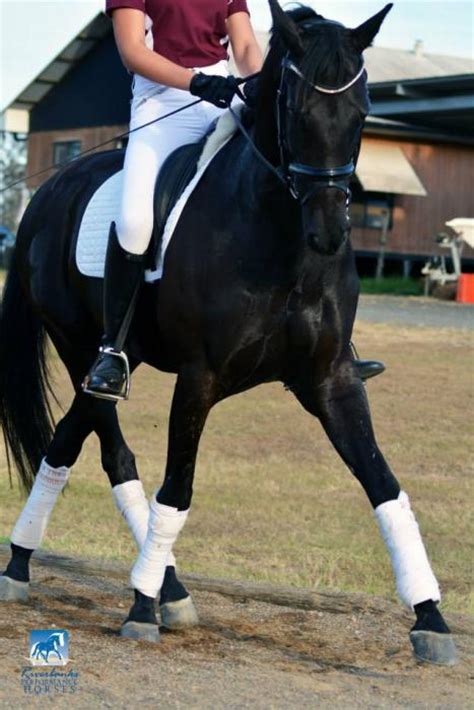 Stunning Black Dressage Horse - Huge Potential - Warmblood - Horsezone