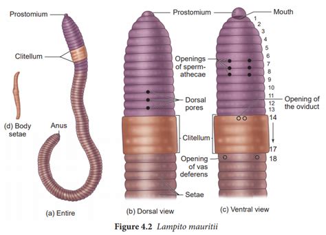 Segmented Worm Diagram