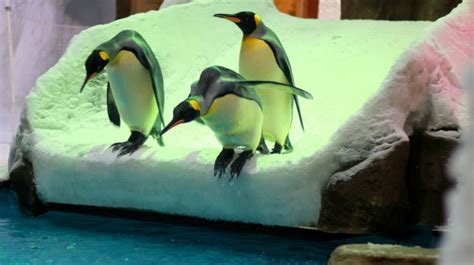 Snow Penguins at Ski Dubai | Tickikids Dubai