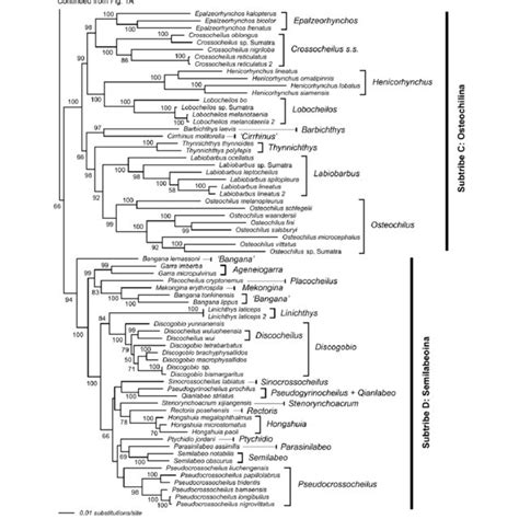 (PDF) Molecular phylogeny of the cyprinid tribe Labeonini (Teleostei ...