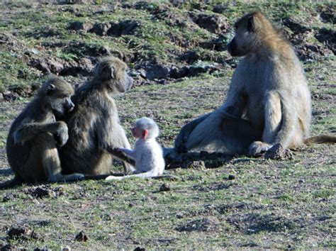 Watch: A baby snow-white baboon - Africa Geographic