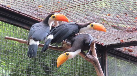 A first: Three toucan chicks hatch at the Fort Worth Zoo | khou.com