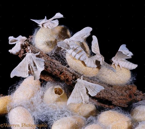 Silk Moths emerging photo - WP08425