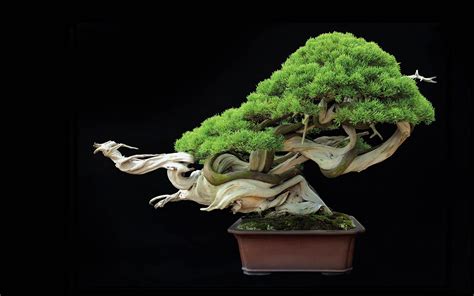 Bonsai Tree Wallpapers - Wallpaper Cave