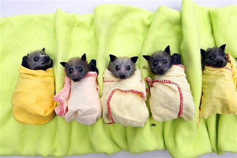 Bat burritos (pic) | Amazing Creatures