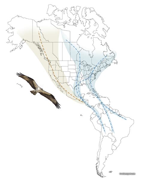 Osprey Migration Explained - Avian Report